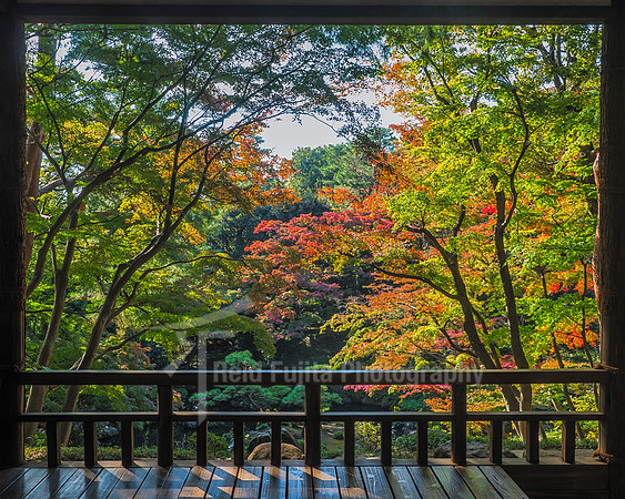 Autumn View