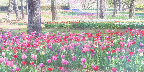 Painted Tulips