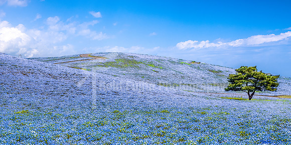 Resonating Blue